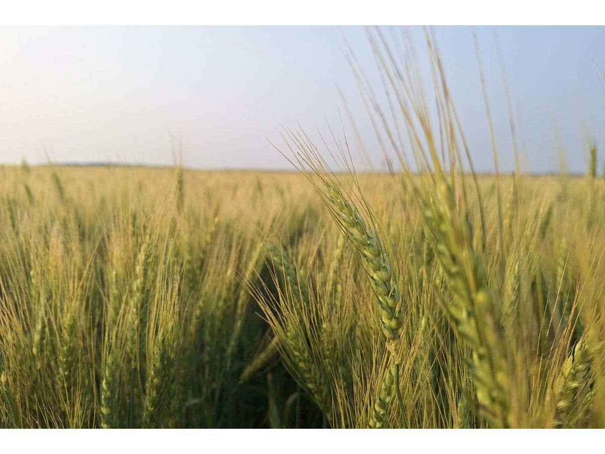 Calor Intenso Preocupa Produtores de Trigo nos EUA em Meio à Alta dos Preços Globais