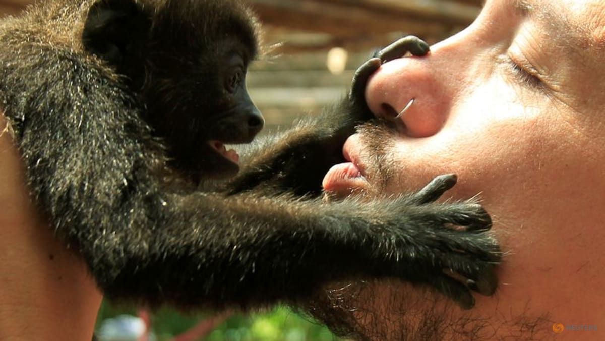 Imagem estilizada representando primatas ancestrais compartilhando um gesto de afeto