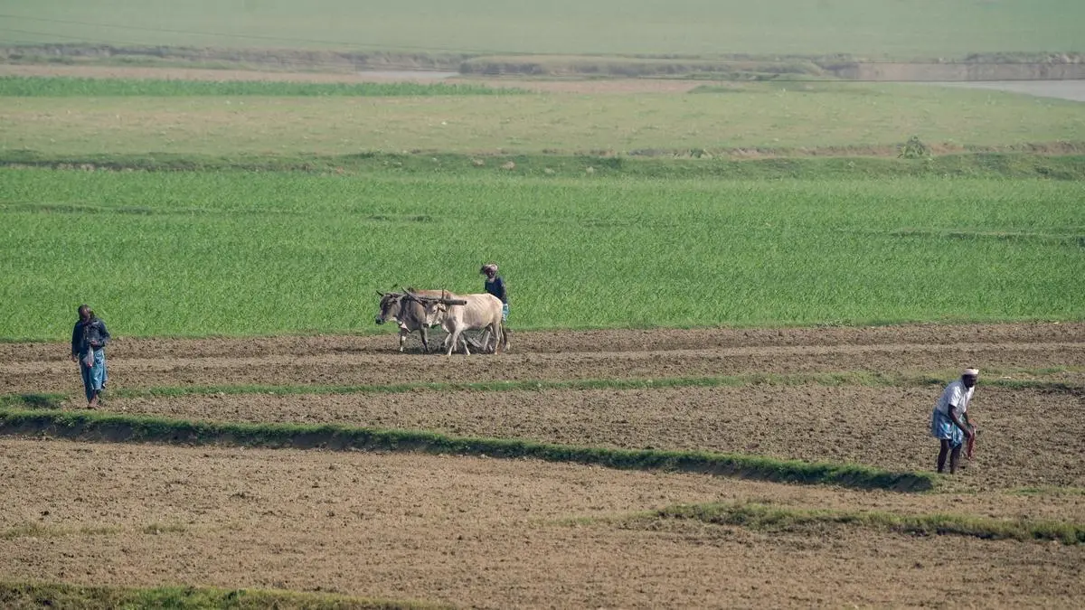 Campo de milho cultivado para produção de etanol